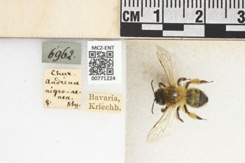 Media type: image;   Entomology 771224 Aspect: Labels